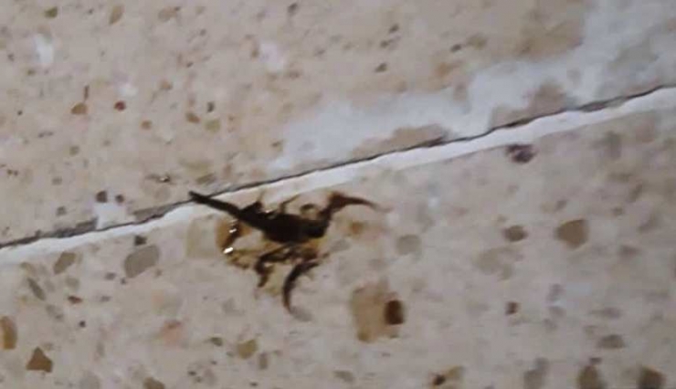 Akrebin Soktuğu Çocuk Hastaneye Kaldırıldı