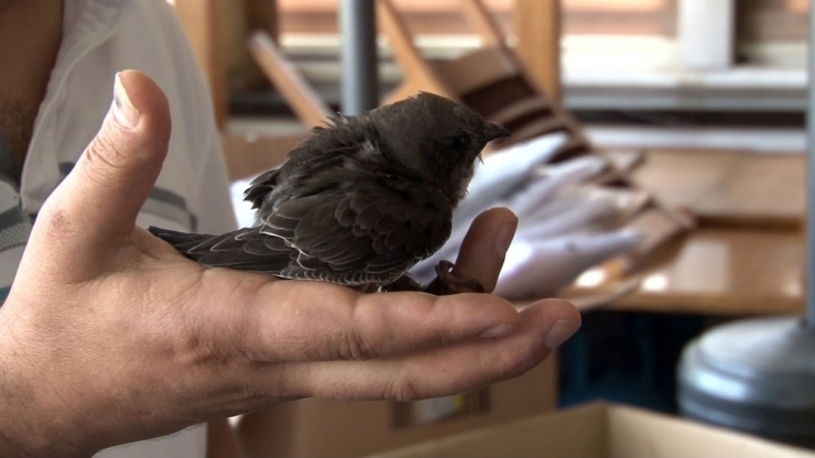 Beyoğlu’nda Sokakta ‘Ebabil Kuşu’ Bulundu
