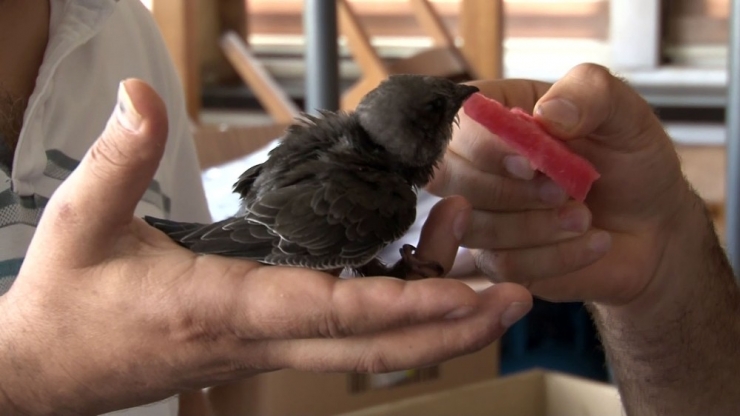 Beyoğlu’nda Sokakta ‘Ebabil Kuşu’ Bulundu