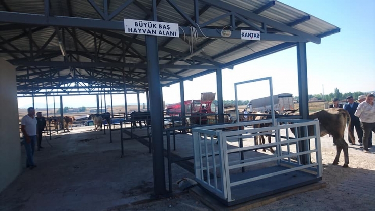 Aslanapa’ya Canlı Hayvan Pazarı