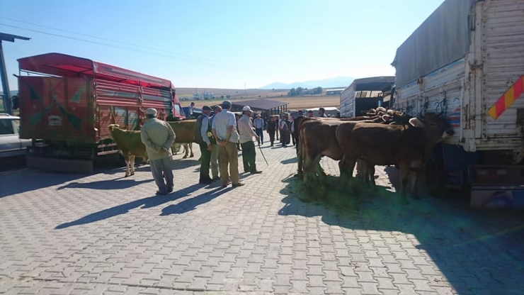 Aslanapa’ya Canlı Hayvan Pazarı