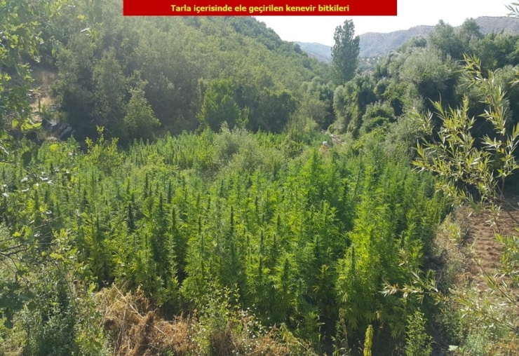 Diyarbakır’da 1 Milyon 378 Bin 700 Kök Kenevir Bitkisi Ele Geçirildi