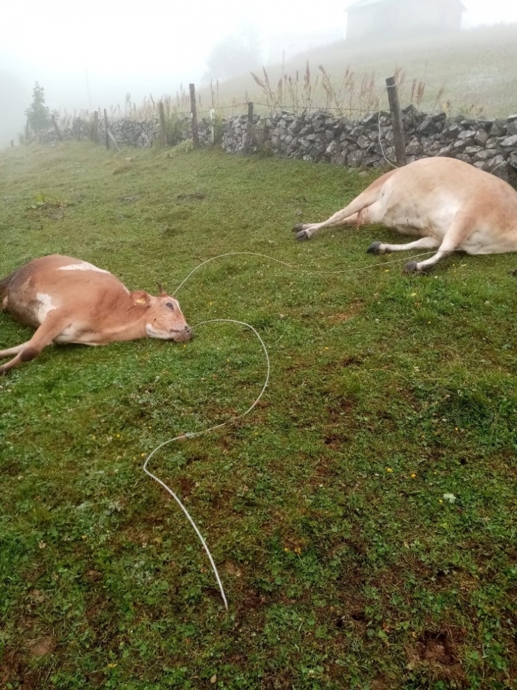 Yaylada Elektrik Akımına Kapılan 2 İnek Telef Oldu