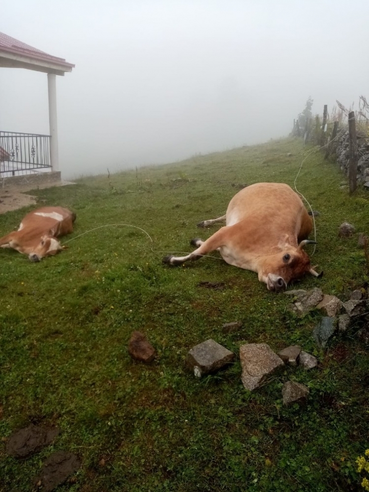 Yaylada Elektrik Akımına Kapılan 2 İnek Telef Oldu
