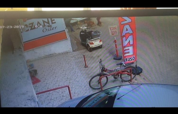 Hamile Kediyi Pitbul’un Ağzına Böyle Attı