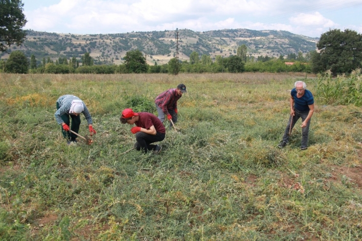 Amasya’da Soğan Hasadı Başladı