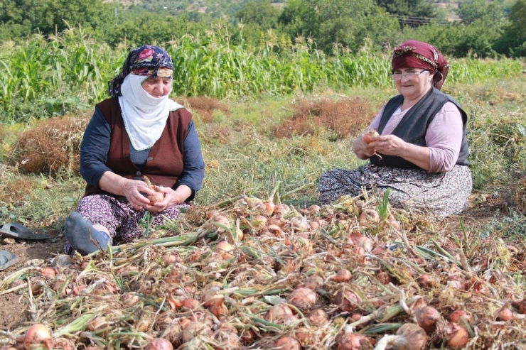 Amasya’da Soğan Hasadı Başladı