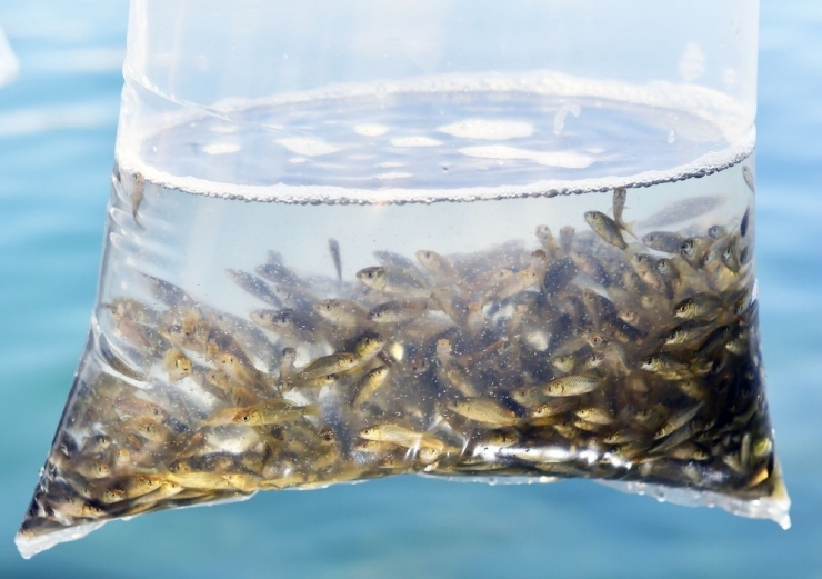 Ankara Büyükşehir Belediyesi, Göl Ve Göletlerde Balıklandırma Çalışmalarını Tamamladı