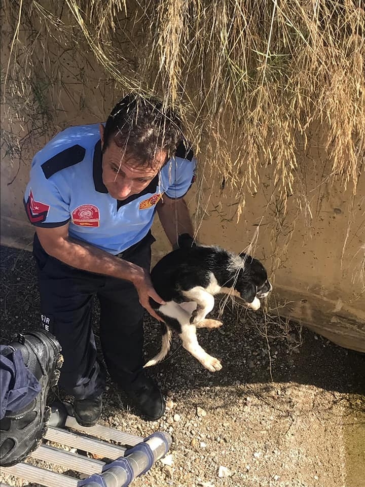 Sulama Kanalına Düşen Yavru Köpekleri İtfaiye Kurtardı