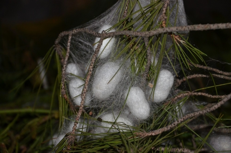Ev Hanımıydı İzlediği Belgeselden Etkilendi İpek Böceği Yetiştirmeye Başladı