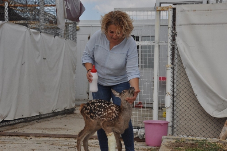 Yavru Kızıl Geyik Tedavi Altına Alındı