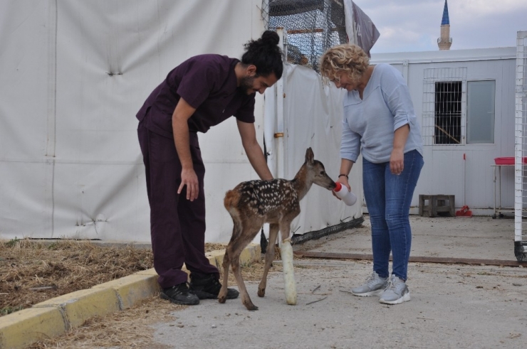 Yavru Kızıl Geyik Tedavi Altına Alındı