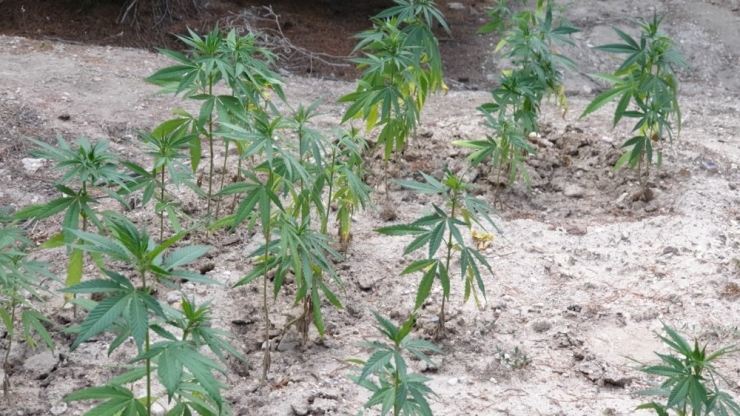 Uyuşturucu Çiftçileri Yakalandı