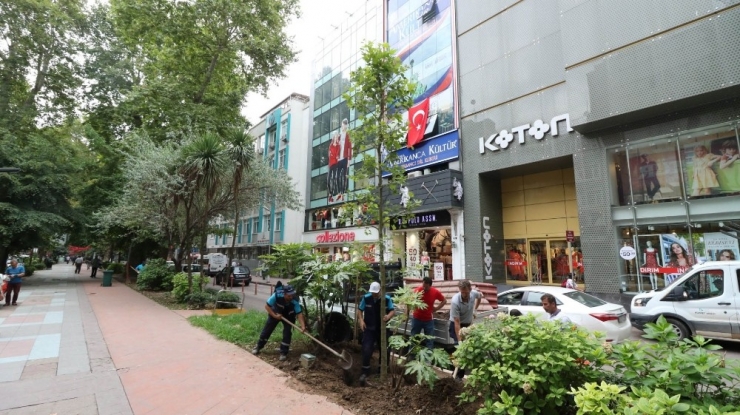 İzmit Yürüyüş Yoluna Yeni Çınar Ağacı