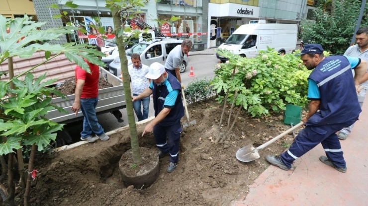 İzmit Yürüyüş Yoluna Yeni Çınar Ağacı