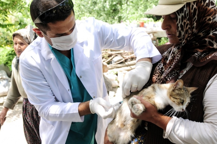Can Dostlar Koruma Altında