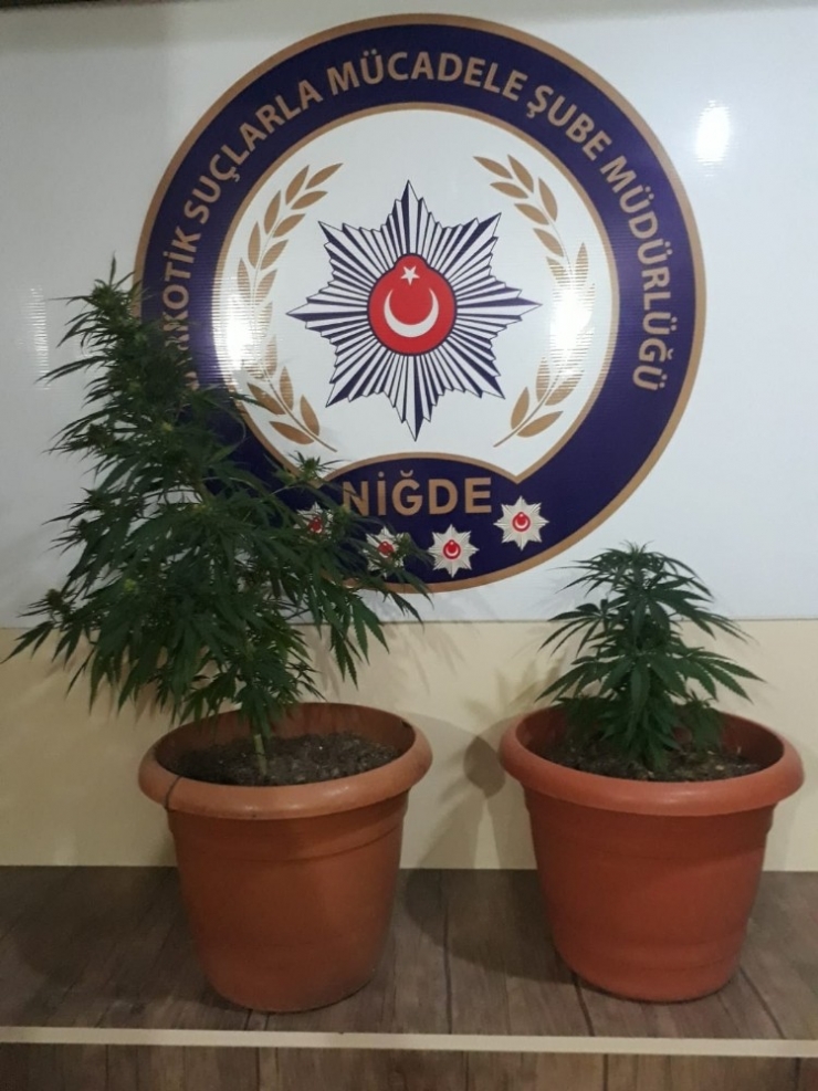 Apartmanda Saksı İçerisinde Esrar Yetiştirmiş