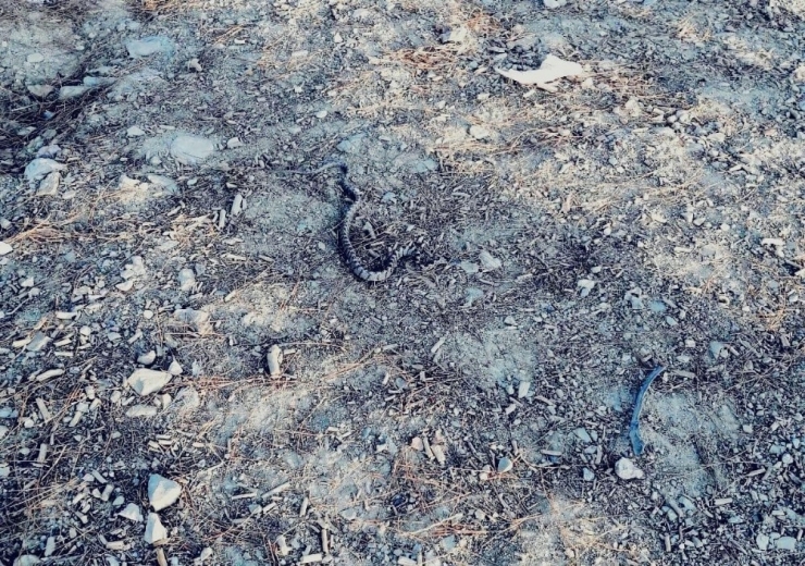 Otomobilin Bagajından Yılan Çıktı