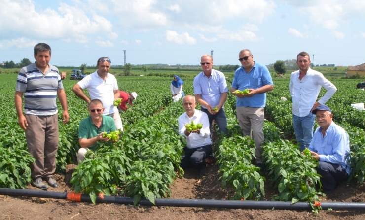 Bafra Ovası’nda Biber Hasadı