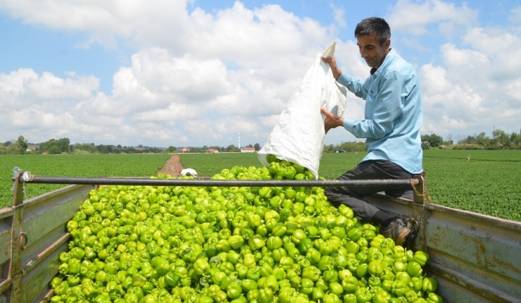 Bafra Ovası’nda Biber Hasadı