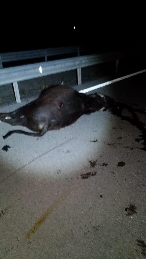 Otomobilin Çarptığı Manda Telef Oldu