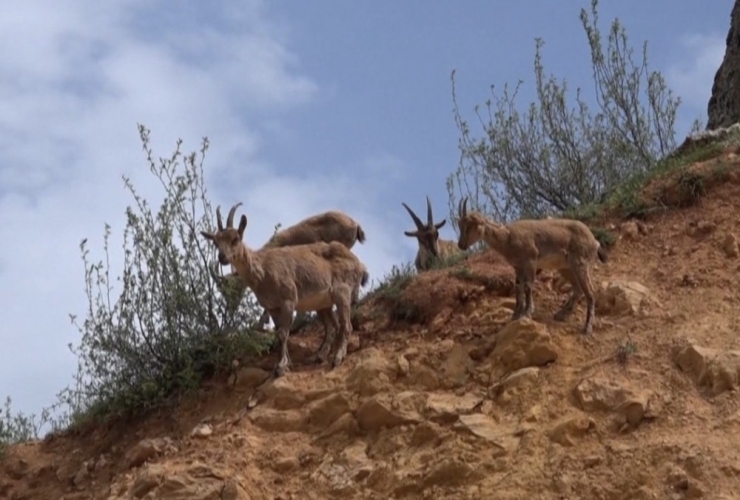 Dağ Keçileri Pülümür Çayında Serinledi