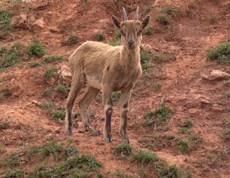 Dağ Keçileri Pülümür Çayında Serinledi