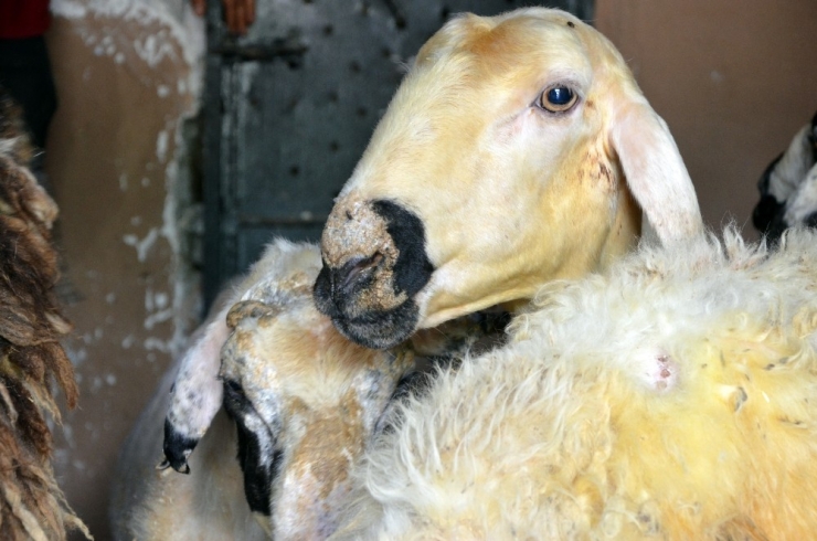 Ortadoğu’ya Canlı Hayvan İhracatı Kurbanlık Fiyatlarını Yükseltti