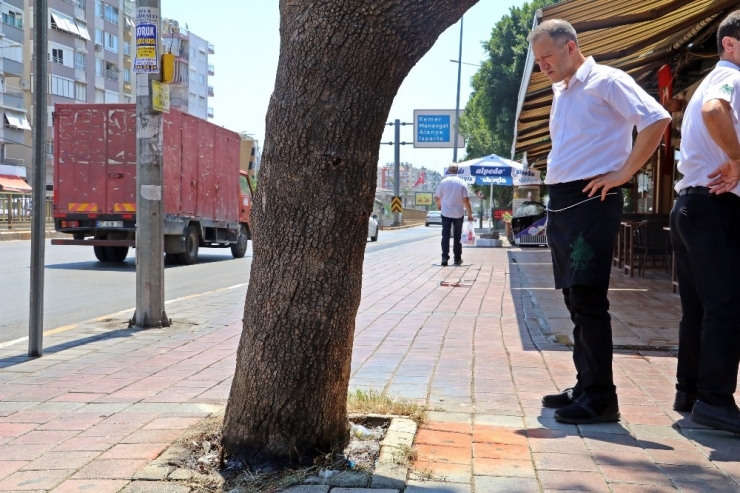 Antalya’da 30 Yıllık Çınar Ağacına Asit Döküldüğü İddiası