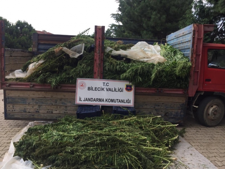 Bilecik’te Kubar Esrar Ve Kenevir Ele Geçirildi