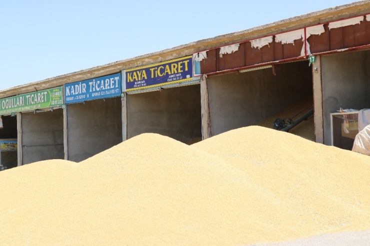 Aşırı Yağışlar Çiftçinin Beklentisini Karşılayamadı