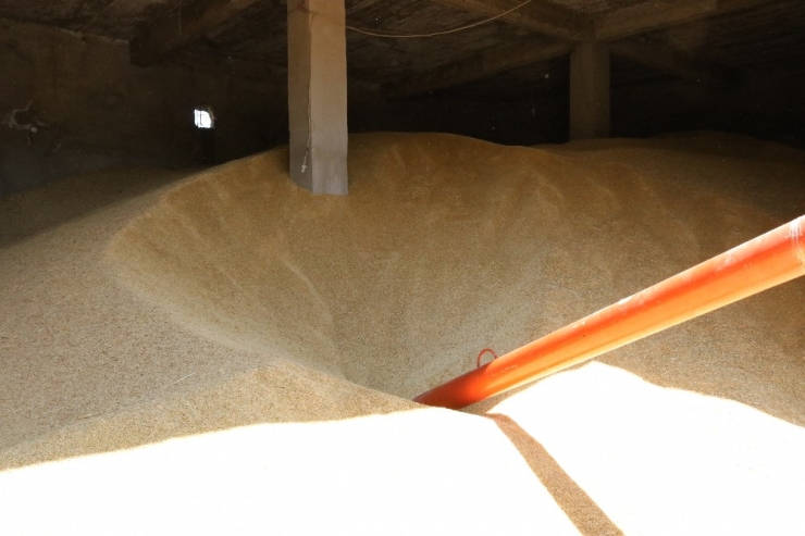 Aşırı Yağışlar Çiftçinin Beklentisini Karşılayamadı