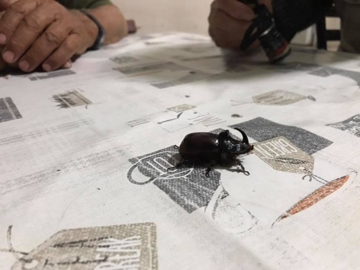 Gergedan Böceği Şaşkınlık Oluşturdu