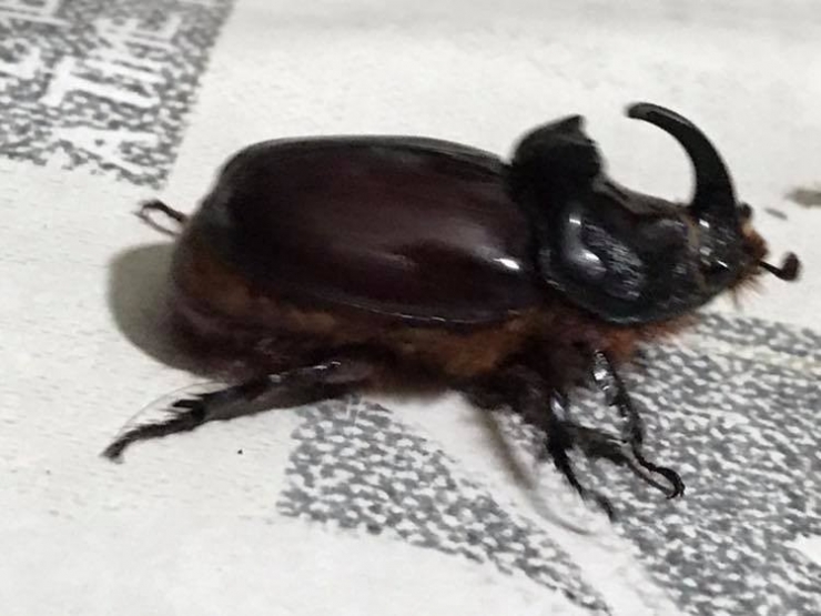 Gergedan Böceği Şaşkınlık Oluşturdu