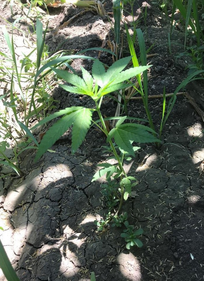 Mısır Tarlasındaki Kenevirleri Drone Yakaladı