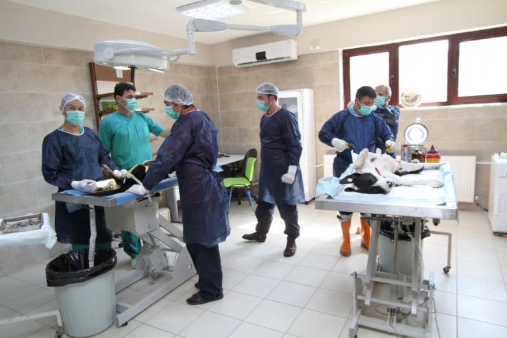 Kocaeli’de 11 Bin 150 Hayvan Sağlığına Kavuştu