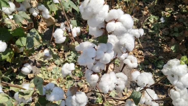 Türk Pamuğu Uluslararası Pazarda