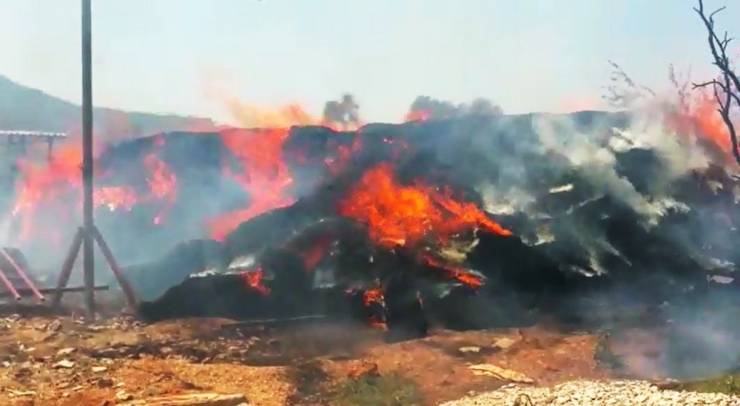 Milas’ta 6 Bin Balya Saman Kül Oldu