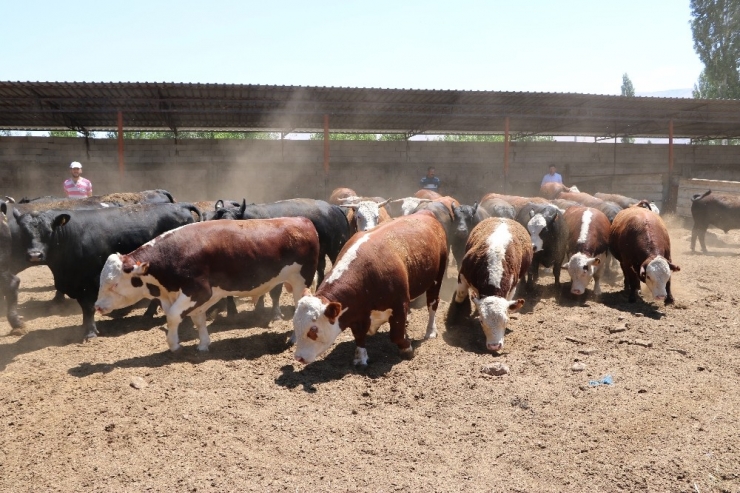 Kurbanlıklar Görücüye Çıktı
