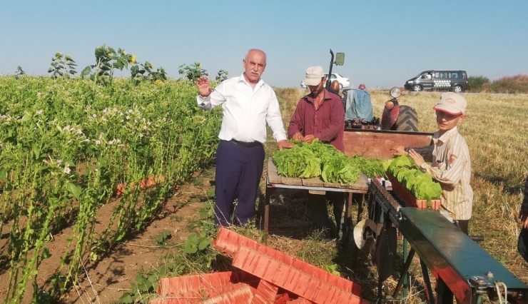 Bafralı Tütün Üreticileri Destek Bekliyor