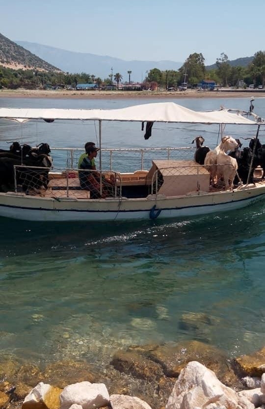 Demre’de Kurbanlıklar Tekne İle Taşındı