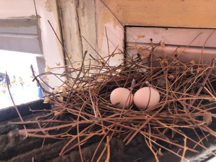 Bingöl’de Dönercinin Davetsiz Misafiri ‘Kumru’