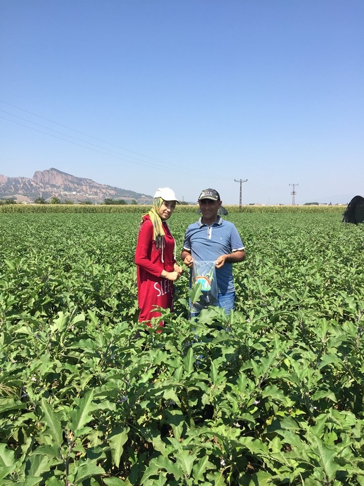 Salihli’de Hasat Öncesi Pestisit Denetimi
