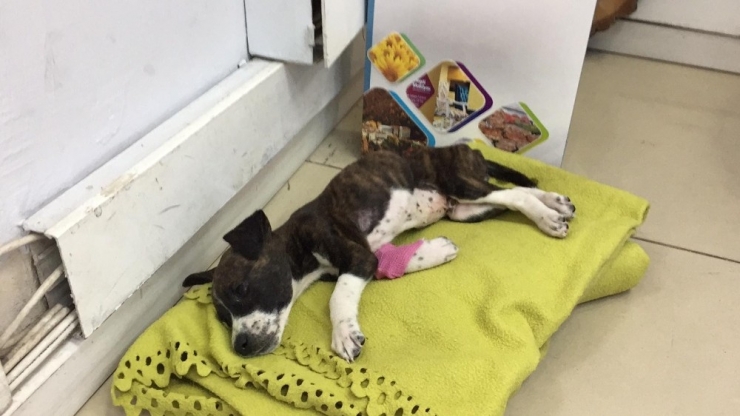 Böyle Vahşet Görülmedi