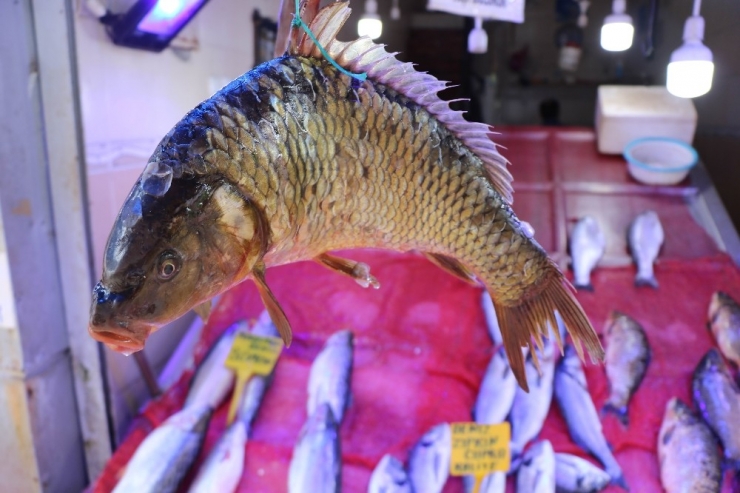 Balıkçılarda Sazan Bolluğu