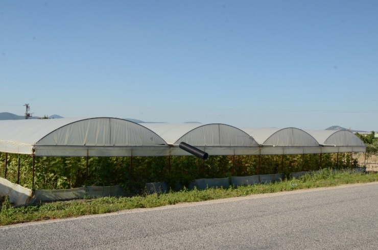 Kırkağaç’ta Seracılığa İlgi Artıyor