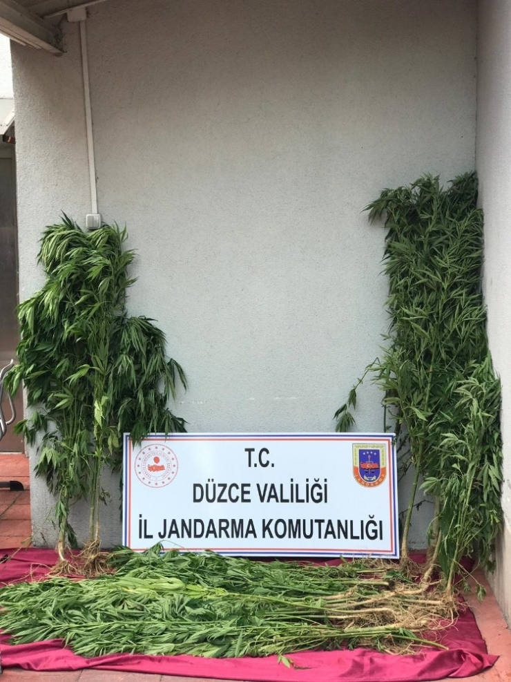 Jandarma’dan Kenevir Operasyonu