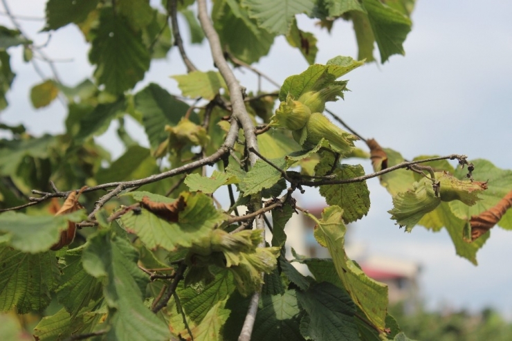 Giresun’da Üretici 3 Ağustos’ta Bahçeye Girecek