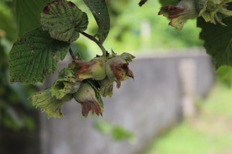 Giresun’da Üretici 3 Ağustos’ta Bahçeye Girecek