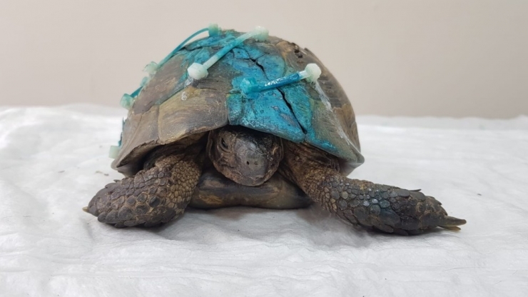 Ölüme Terk Edilen Kaplumbağayı Hayata Döndürdüler